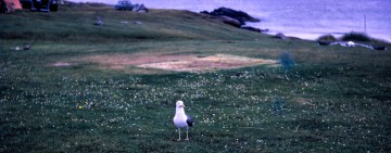 Camping in Scotland near Gairloch