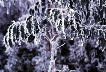 Winter frost patterns