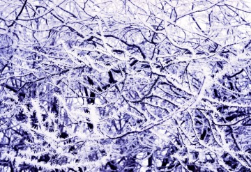 Winter frost patterns