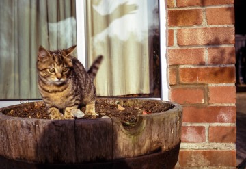 Waterloo, Tabby and Peter