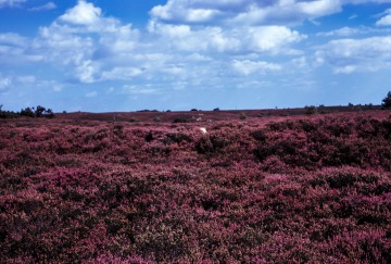 Walberswick