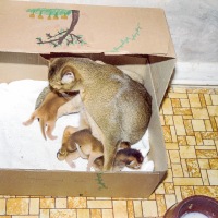 Simba and her kittens