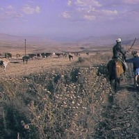 Clare capturing a horse on the way to Lake Sevan