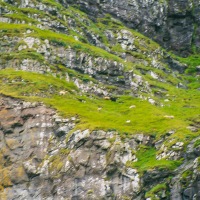 Faroe Islands - Vestmanna cliffs