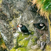 Faroe Islands - Eiði