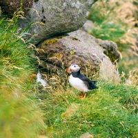 Faroe Islands - Eiði