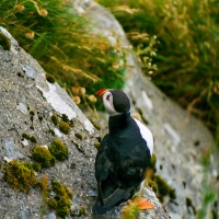 Faroe Islands - Gjógv