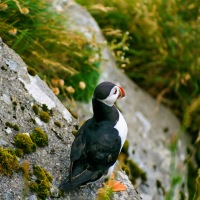 Faroe Islands - Gjógv