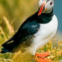 Faroe Islands - Eiði