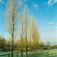 Garden in Winter