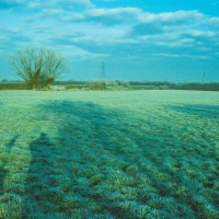 Garden in Winter