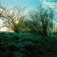 Garden in Winter