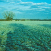 Garden in Winter
