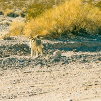 Death Valley