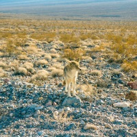 Death Valley