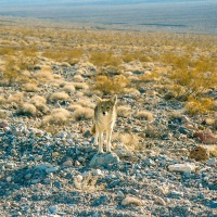 Death Valley