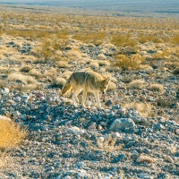 Death Valley