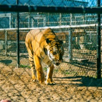 Tiger Sanctury