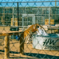 Tiger Sanctury