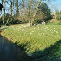 Snowdrops at Painswick