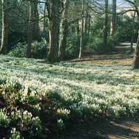 Snowdrops at Painswick