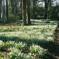 Snowdrops at Painswick