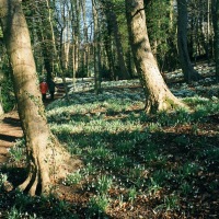 Snowdrops at Painswick