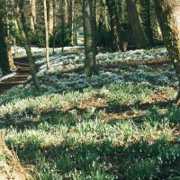 Snowdrops at Painswick