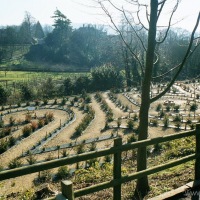 Snowdrops at Painswick