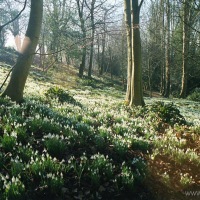 Snowdrops at Painswick