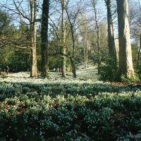 Snowdrops at Painswick