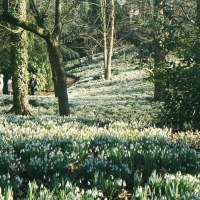 Snowdrops at Painswick