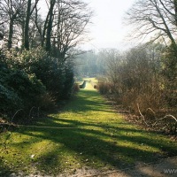 Snowdrops at Painswick