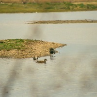 London Wetland Centre