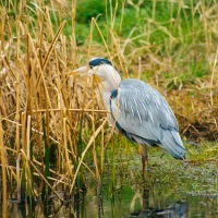 London Wetland Centre