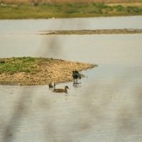 London Wetland Centre