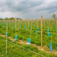 Cambridge Society - Sedlescombe Organic Winery