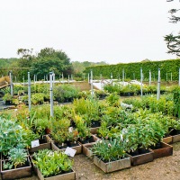 Cambridge Society - Sissinghurst