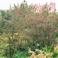 Powis Castle and Garden