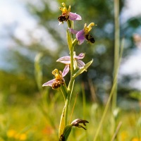 Bee Orchid