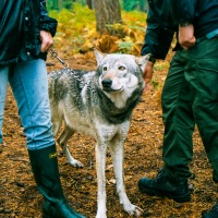 UK Wolf Conservation Trust