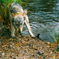 UK Wolf Conservation Trust