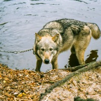 UK Wolf Conservation Trust