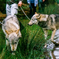 UK Wolf Conservation Trust