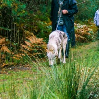 UK Wolf Conservation Trust