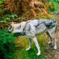 UK Wolf Conservation Trust