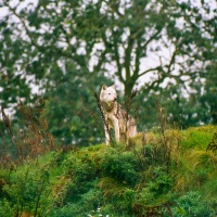 UK Wolf Conservation Trust