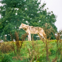 UK Wolf Conservation Trust