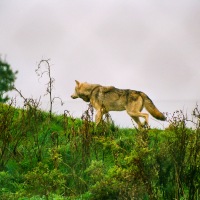 UK Wolf Conservation Trust