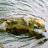 UK Wolf Conservation Trust